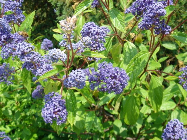 Ceanothus x delilianus 'Henri Desfosse' P11 P13 (2)